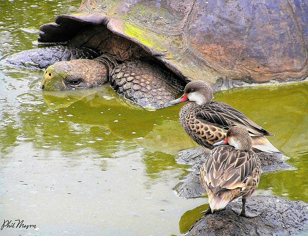 Galapagos Tortoise - Nature - Phil Mason Photography 