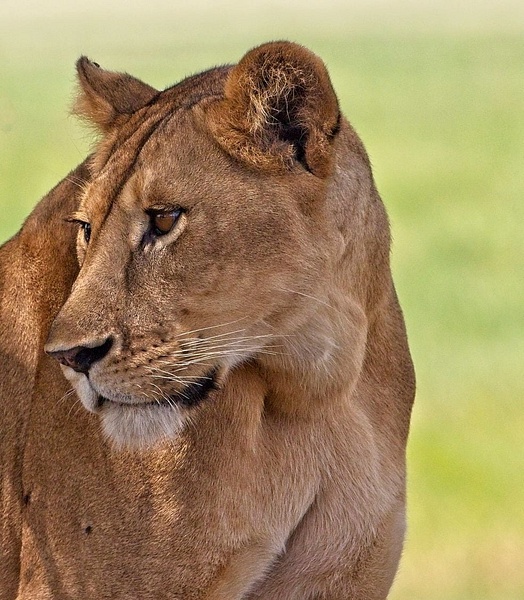 Young Lioness Watching - Nature - Phil Mason Photography