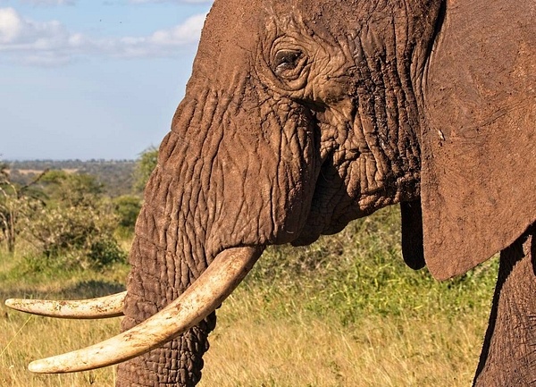 Bull Elephant Up  Close - Nature - Phil Mason Photography 