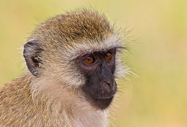 Black-faced Vervet Monkey - Home - Phil Mason Photography