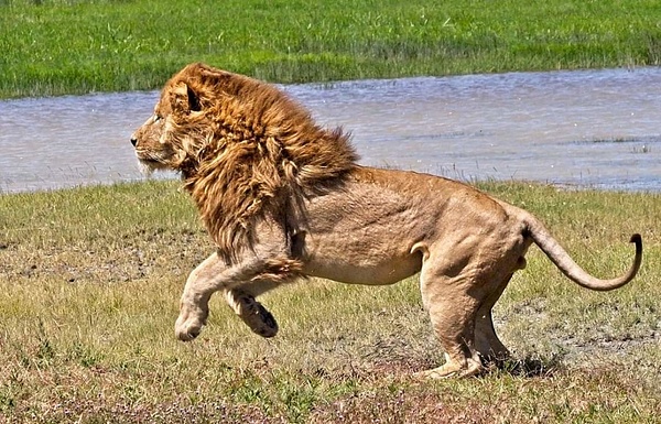 Lion Chasing Hyena - Nature - Phil Mason Photography