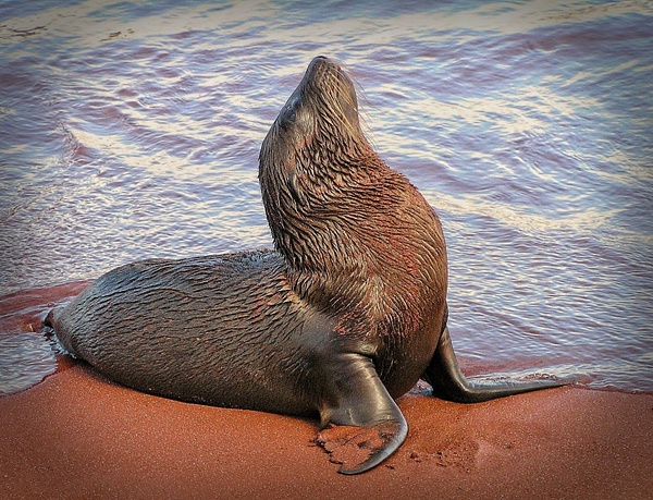 Young Galapagos Sea Lion - Nature - Phil Mason Photography 