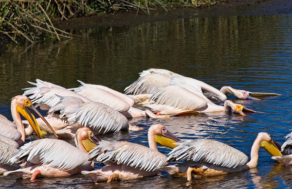 Great White Pelicans Fishing - Nature - Phil Mason Photography 