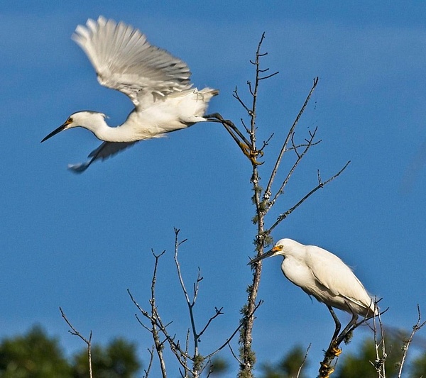 Snowy Egrets - Nature - Phil Mason Photography