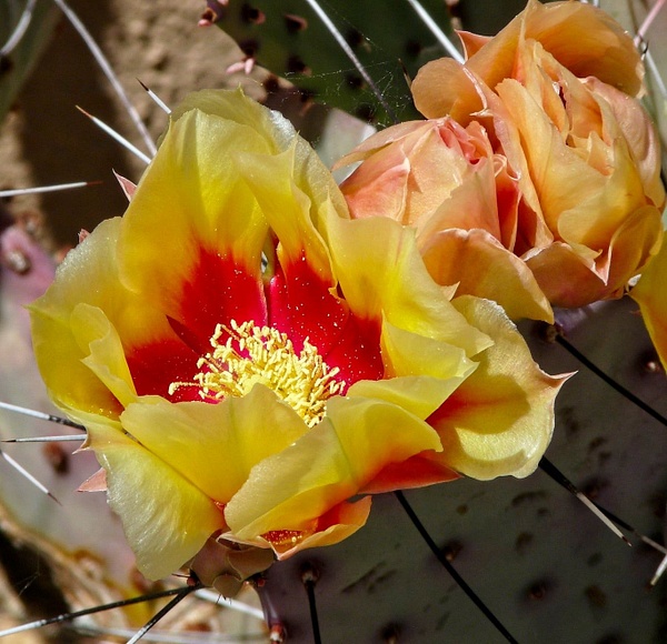 Wild Cactus Flower - Nature - Phil Mason Photography 