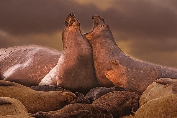 Ano Nuevo State Park-1449 JPG - Elephant Seals of  Año Nuevo - Neil Sims Photography 