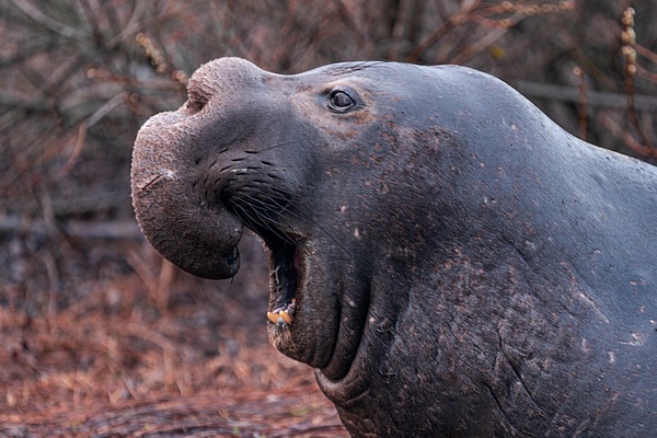 Ano Nuevo V-1396 Final - Elephant Seals of  Año Nuevo - Neil Sims Photography 