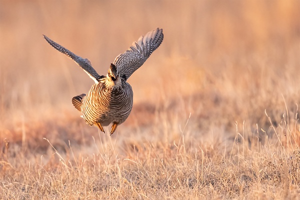 _DSC4485-Edit Prairie Chicken in Flight - Elephant Seals of  Año Nuevo - Neil Sims Photography 