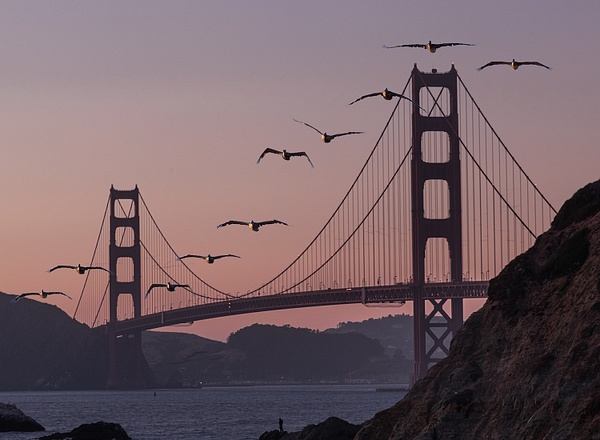 Golden Gate with Brown Pelicans Final - Cityscapes - Neil Sims 