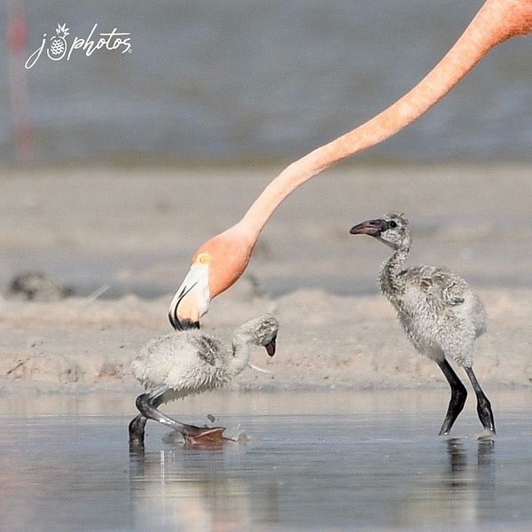 Flamingo with babies - Juan Pina