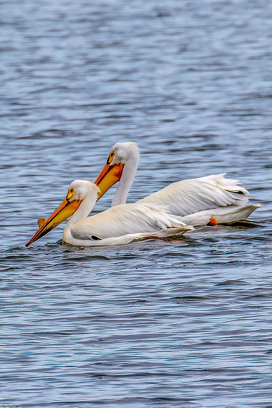 White Pelicans - 2