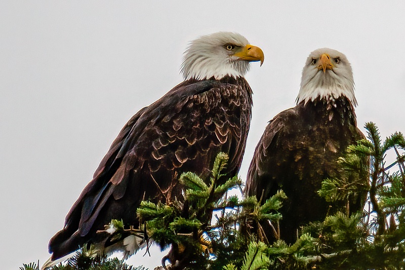A Pair of Eagles Contemplating Lunch