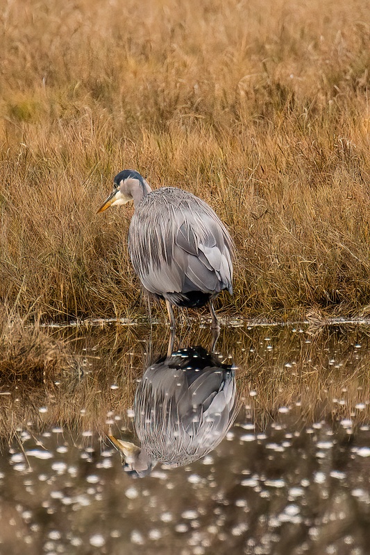 Heron in the Marsh (2)