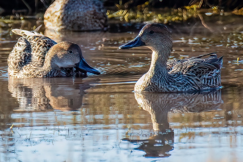 Northern Pintails - Females