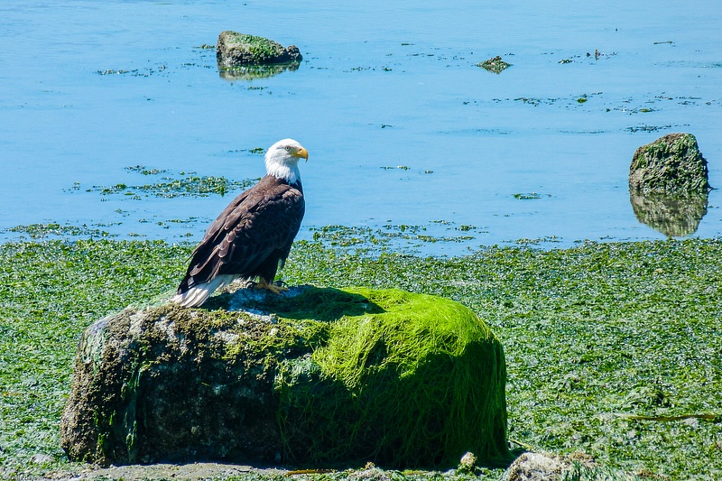 Majestic Eagle Overlooking Beach