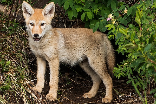 Coyote Kit_0R8A8009 - Coyotes - Walter Nussbaumer Photography