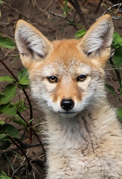 Coyote Kit_0R8A8154 - Coyotes - Walter Nussbaumer Photography 