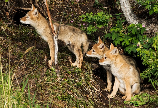 Coyote Kits_0R8A7935 - Coyotes - Walter Nussbaumer Photography