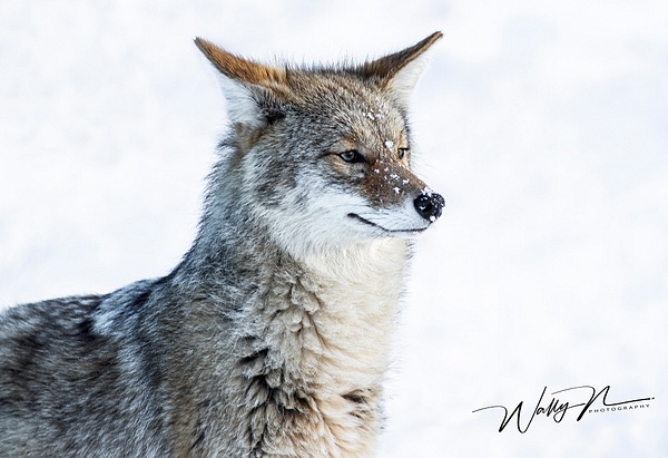 Coyote_R8A6699 - Coyotes - Walter Nussbaumer Photography