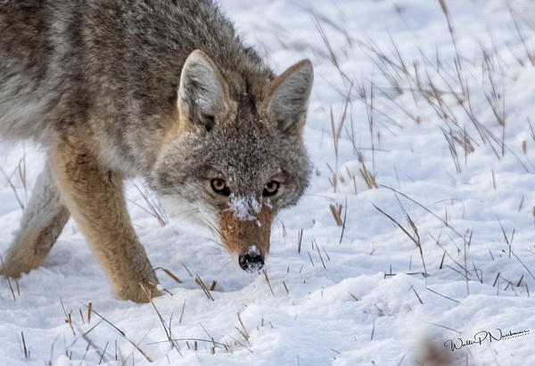 Coyote_R8A9838 - Coyotes - Walter Nussbaumer Photography
