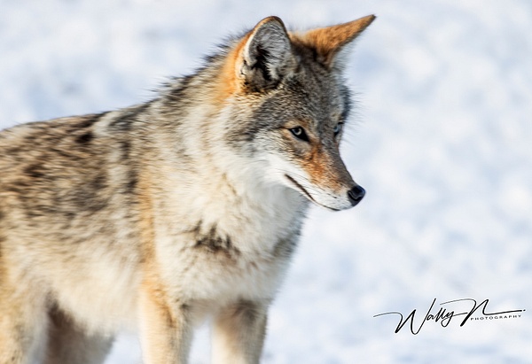 Coyote_R8A6615 - Coyotes - Walter Nussbaumer Photography