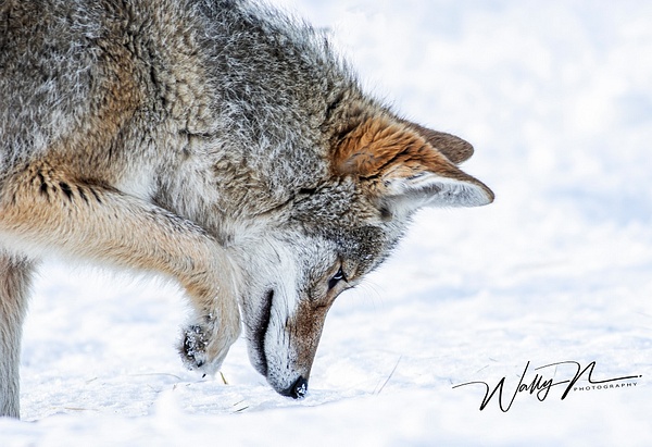 Coyote_R8A6622 - Coyotes - Walter Nussbaumer Photography