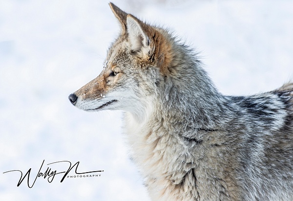 Coyote_R8A6640 - Coyotes - Walter Nussbaumer Photography 