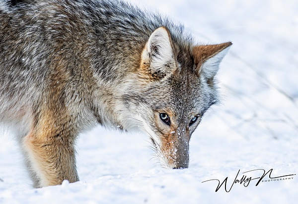Coyote_R8A6674 - Coyotes - Walter Nussbaumer Photography