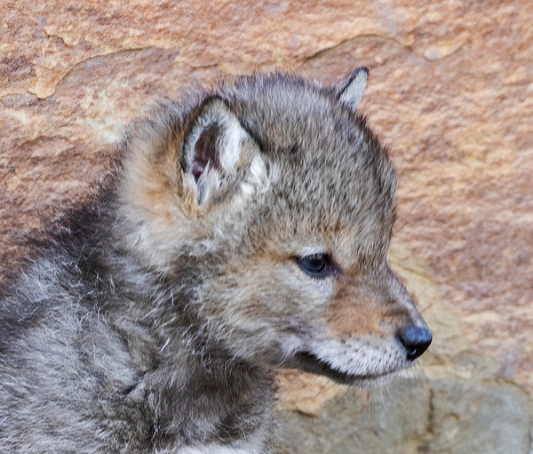 Coyote Kit_R8A1366 - Coyotes - Walter Nussbaumer Photography 