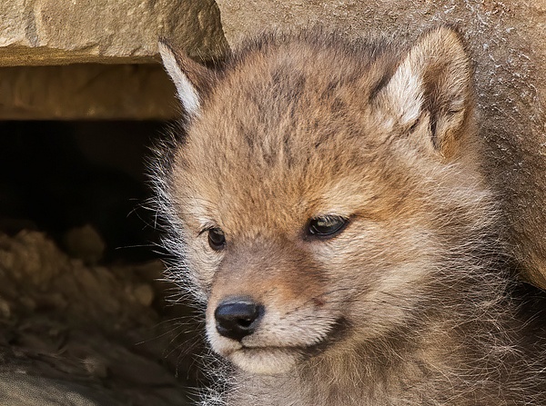 Coyote Kit_2019_R8A1577 - Coyotes - Walter Nussbaumer Photography 