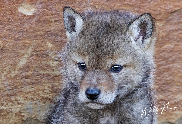 Coyote Kit_R8A1377 - Coyotes - Walter Nussbaumer Photography