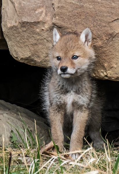 Coyote Kit_2019-05-15_DSC6156 - Coyotes - Walter Nussbaumer Photography