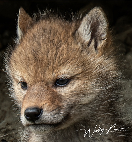 Coyote Kit_DSC6051 - Coyotes - Walter Nussbaumer Photography 