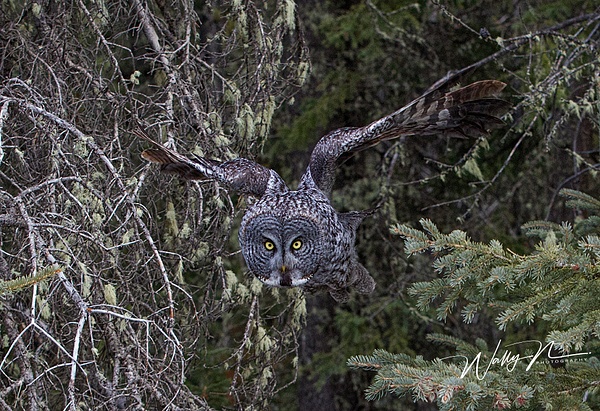 Great Grey Owl_29_03_2013_IMG_6358 - Great Grey Owls - Walter Nussbaumer Photography  