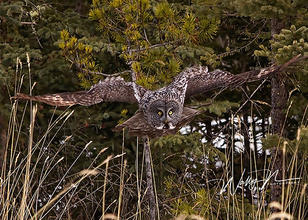 Great Grey Owl_29_03_2013_IMG_6352 - Great Grey Owls - Walter Nussbaumer Photography  