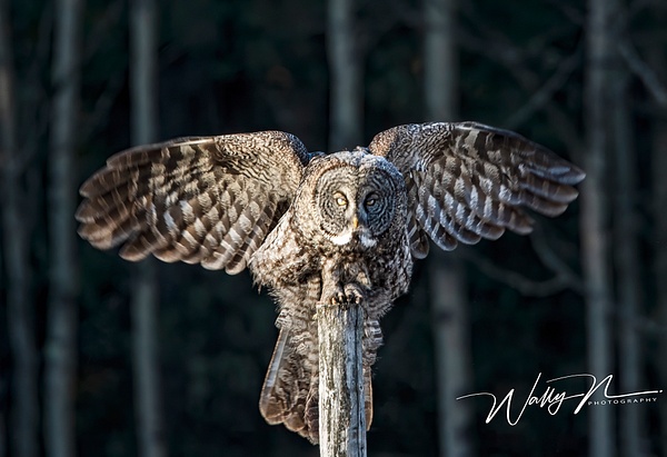 GGO 19_04-2015_0R8A2713 - Great Grey Owls - Walter Nussbaumer Photography 