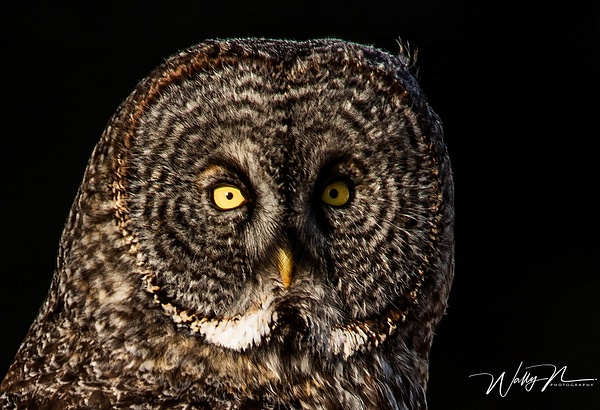 GGO_0R8A2798 - Great Grey Owls - Walter Nussbaumer Photography 