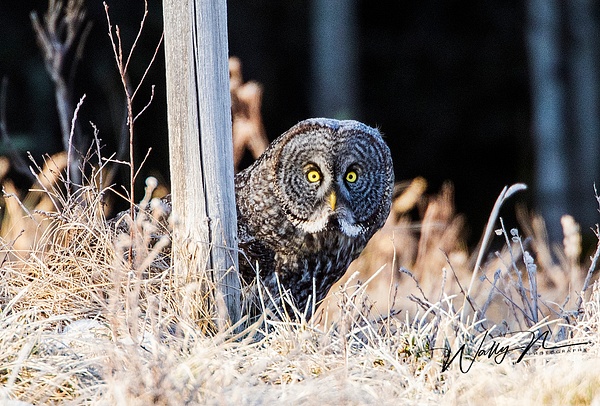GGO19_04_20150R8A2710 - Great Grey Owls - Walter Nussbaumer Photography 