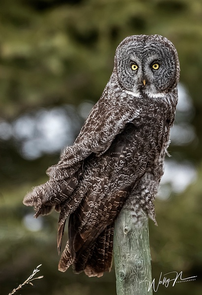 GGO_R8A0433 - Great Grey Owls - Walter Nussbaumer Photography 