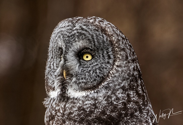 GGO_R8A0467 - Great Grey Owls - Walter Nussbaumer Photography 