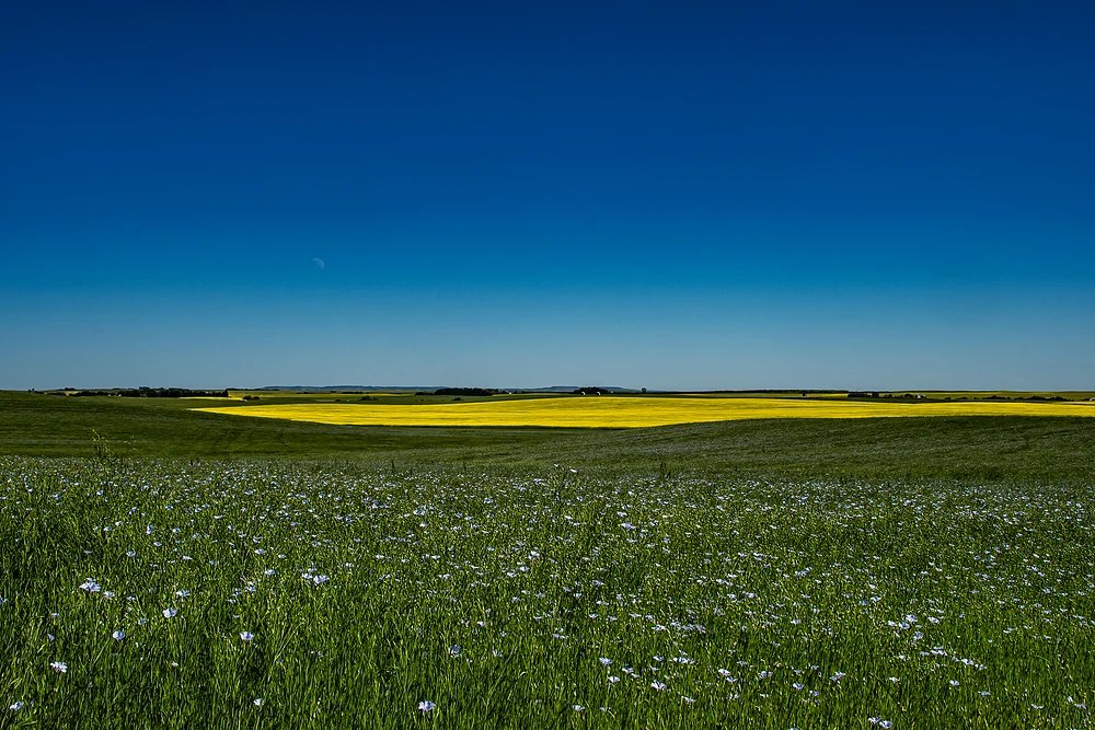 Ganola-Flax Field_DSC_1708