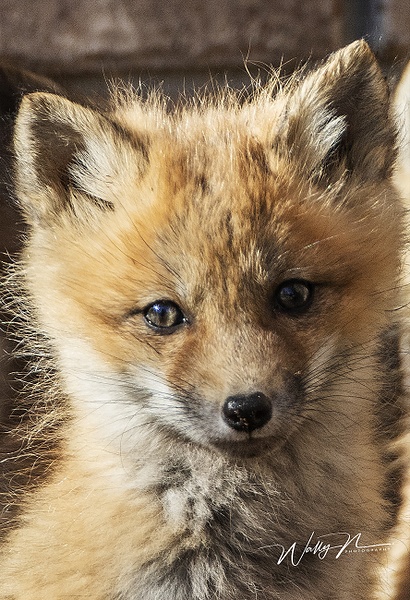 Fox Kit_R8A7151 - Foxes - Walter Nussbaumer Photography 