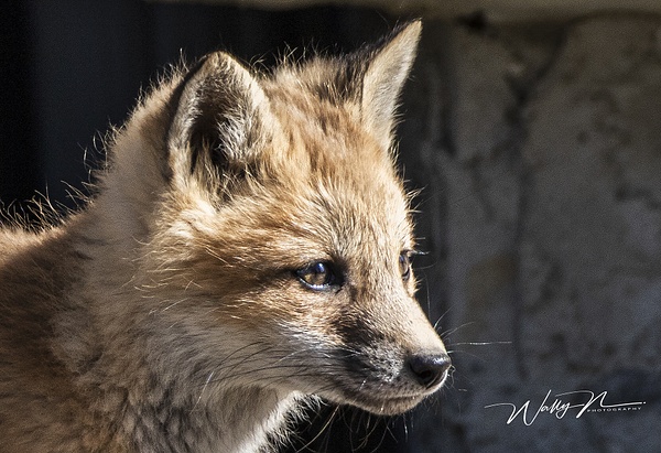 Fox Kit_R8A7202 - Foxes - Walter Nussbaumer Photography 