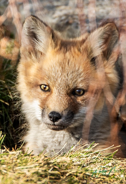 RF Kit_2020-04-30_R8A7731 - Foxes - Walter Nussbaumer Photography  