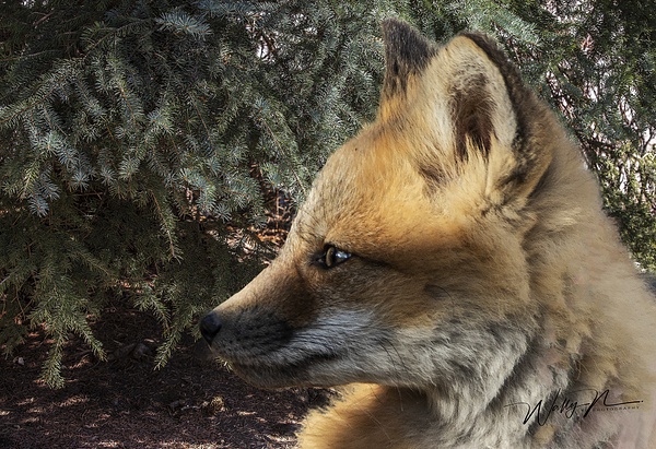 RF Kit_2020-04-30_R8A7750 - Foxes - Walter Nussbaumer Photography  