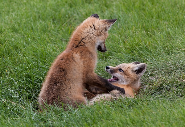 Red Fox Kits_MG_5408 - Foxes - Walter Nussbaumer Photography  