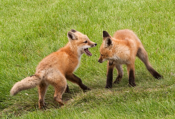 Young foxes playing - Walter Nussbaumer