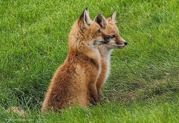 Red Fox Kits_F3O0124 - Foxes - Walter Nussbaumer Photography 