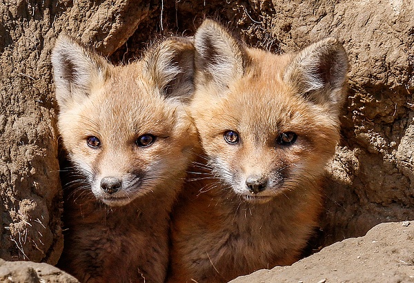 Twins_MG_0470 - Foxes - Walter Nussbaumer Photography  