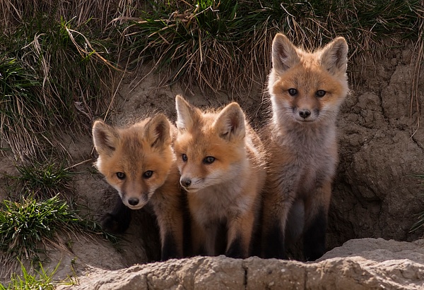 Siblings_WM_F3O9944 - Foxes - Walter Nussbaumer Photography 